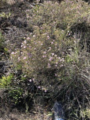 Agathosma serpyllacea