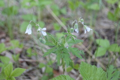 Geranium asiaticum