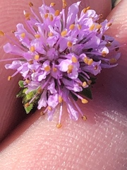 Agathosma serpyllacea