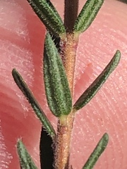 Agathosma serpyllacea