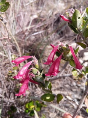 Hypoestes isalensis