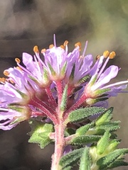 Agathosma serpyllacea