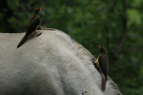 Yellow-billed Oxpecker