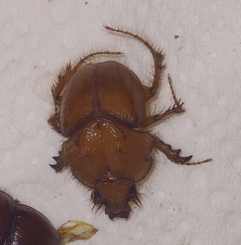 Pseudoathyreus orientalis