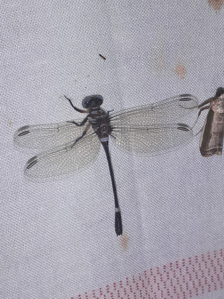 Progomphus brachycnemis