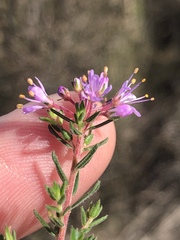 Agathosma serpyllacea