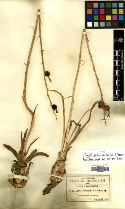 Manfreda potosina