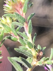 Agathosma serpyllacea