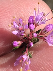 Agathosma serpyllacea