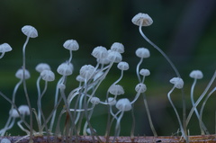 Mycena albidocapillaris