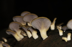 Pleurotus purpureo-olivaceus