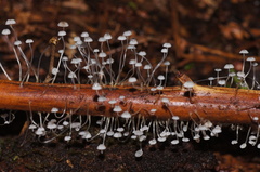 Mycena albidocapillaris