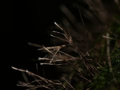 Xylaria filiformis