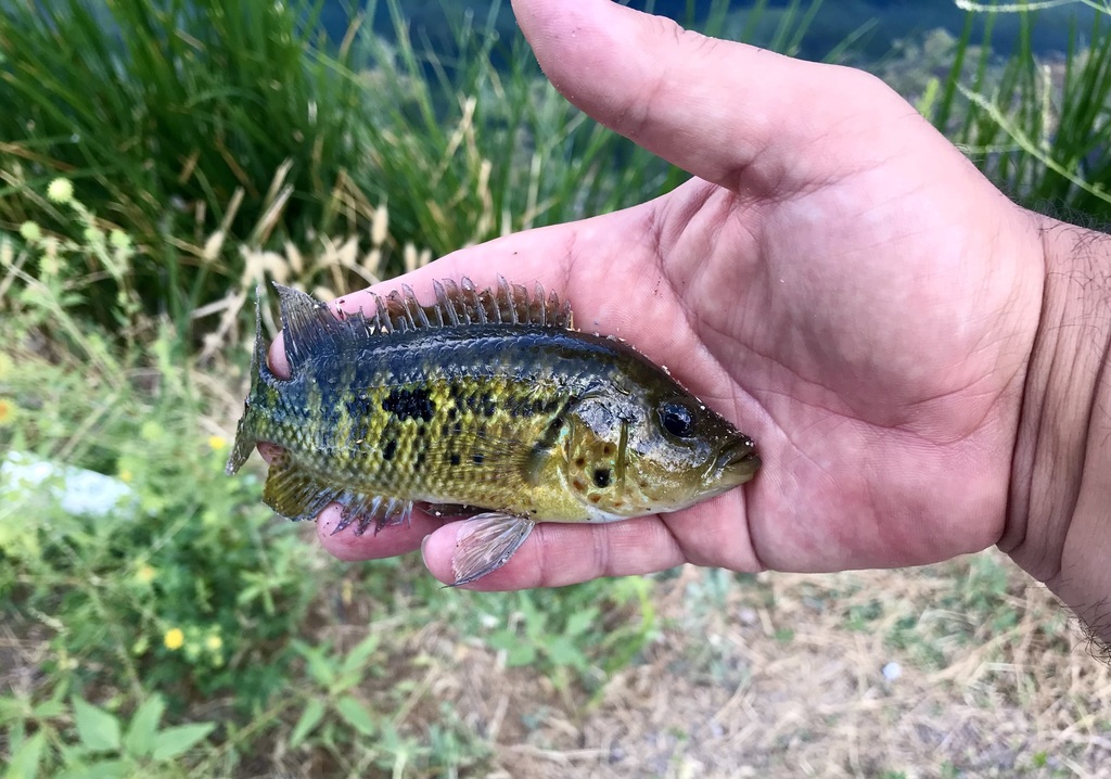 False yellowjacket cichlid (Parachromis motaguensis) — Cichlidae