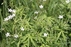 Geranium asiaticum