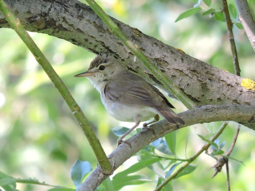 Carricero de Blyth (Acrocephalus dumetorum)