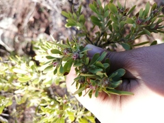 Leucadendron glaberrimum erubescens