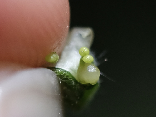 Image of Scutellaria columnae by (c) Fraser Higgins, some rights reserved (CC BY)