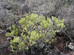Leucadendron glaberrimum erubescens