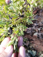 Leucadendron glaberrimum erubescens