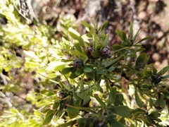 Leucadendron glaberrimum erubescens