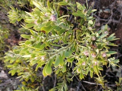 Leucadendron glaberrimum erubescens