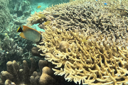 Chevron Butterflyfish — seen at this dive site