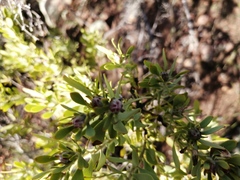 Leucadendron glaberrimum erubescens