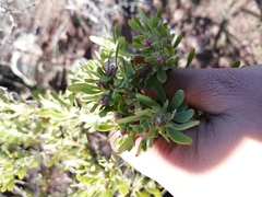Leucadendron glaberrimum erubescens