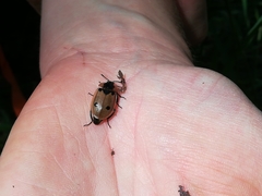 Dendroxena quadrimaculata