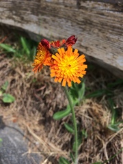Pilosella aurantiaca