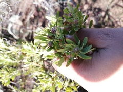 Leucadendron glaberrimum erubescens