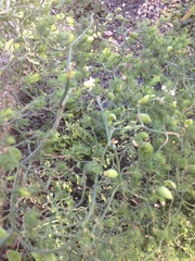 Asparagus declinatus