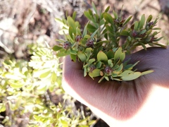 Leucadendron glaberrimum erubescens