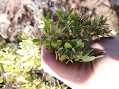 Leucadendron glaberrimum erubescens