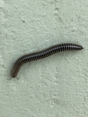 Ommatoiulus sabulosus aimatopodus