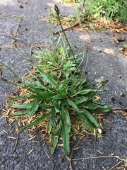 Plantago lanceolata
