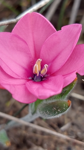 Babiana blanda