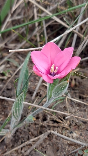 Babiana blanda