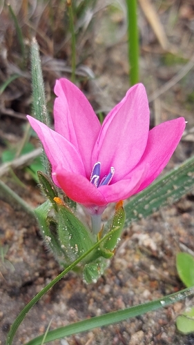 Babiana blanda