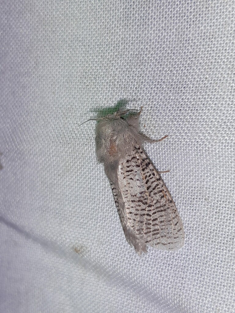 Psychonoctua lineaeplena