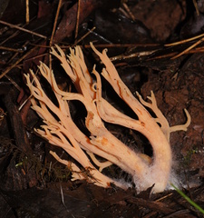 Ramaria samuelsii