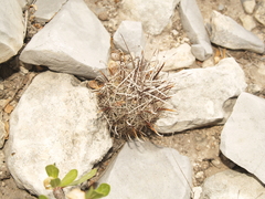 Ancistrocactus scheeri