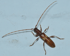 Heterachthes quadrimaculatus