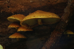 Pleuroflammula multifolia
