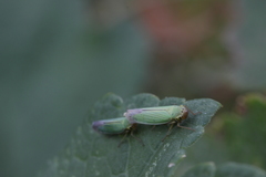 Cicadella viridis