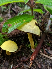 Pulveroboletus