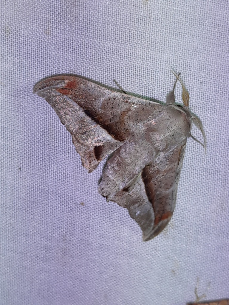 Menevia vulgaris