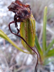 Angraecum protensum image