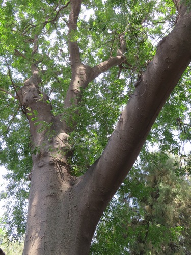Chinese honey locust (Gleditsia sinensis)